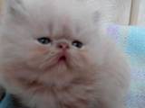 Кошки, котята Экзотическая короткошерстная, цена 3000 Грн., Фото