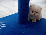 Кішки, кошенята Екзотична короткошерста, ціна 3000 Грн., Фото