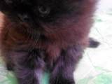 Кошки, котята Экзотическая короткошерстная, цена 3000 Грн., Фото