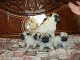 Собаки, щенки Мопс, цена 4500 Грн., Фото