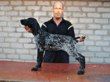 Собаки, щенята Німецька гладкошерста лягава, ціна 10500 Грн., Фото