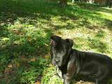 Собаки, щенята Американський стаффордширський тер'єр, ціна 1000 Грн., Фото