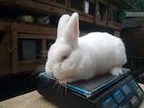 Грызуны Кролики, цена 600 Грн., Фото