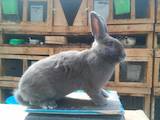 Грызуны Кролики, цена 600 Грн., Фото