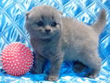 Кошки, котята Британская короткошерстная, цена 3500 Грн., Фото