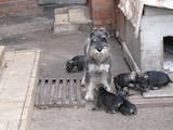 Собаки, щенки Миттельшнауцер, цена 2500 Грн., Фото