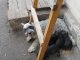 Собаки, щенята Міттельшнауцер, ціна 2500 Грн., Фото