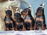 Собаки, щенята Карликовий пінчер, ціна 9000 Грн., Фото