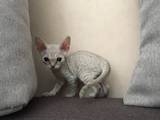 Кошки, котята Девон-рекс, цена 13500 Грн., Фото