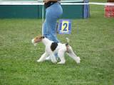 Собаки, щенята Жорсткошерстий фокстер'єр, ціна 3000 Грн., Фото