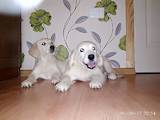 Собаки, щенки Золотистый ретривер, цена 2800 Грн., Фото