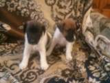 Собаки, щенята Гладкошерста фокстер'єр, ціна 1000 Грн., Фото
