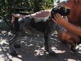 Собаки, щенята Різне, ціна 1000 Грн., Фото