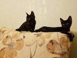 Кішки, кошенята Безпорідна, Фото