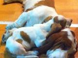 Собаки, щенки Бассет, цена 5000 Грн., Фото