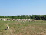Животноводство,  Сельхоз животные Козы, цена 1000 Грн., Фото