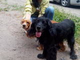 Собаки, щенки Английский коккер, цена 2000 Грн., Фото