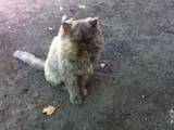Кішки, кошенята Персидська, Фото