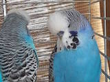 Попугаи и птицы Попугаи, цена 1000 Грн., Фото