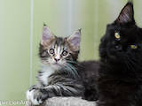 Кішки, кошенята Мейн-кун, ціна 6000 Грн., Фото