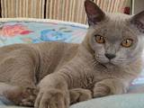 Кошки, котята Бурма, цена 7500 Грн., Фото