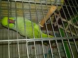 Папуги й птахи Папуги, ціна 6200 Грн., Фото