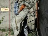 Собаки, щенята Турецька Кангал, ціна 12000 Грн., Фото