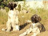 Собаки, щенки Турецкий кангал, цена 12000 Грн., Фото