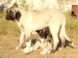 Собаки, щенята Турецька Кангал, ціна 12000 Грн., Фото