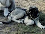 Собаки, щенки Турецкий кангал, цена 12000 Грн., Фото