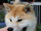 Собаки, щенята Акіта-іну, ціна 9500 Грн., Фото