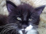 Кошки, котята Мэйн-кун, цена 2000 Грн., Фото