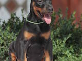 Собаки, щенята Доберман, ціна 9000 Грн., Фото