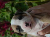 Собаки, щенята Американський стаффордширський тер'єр, ціна 4500 Грн., Фото