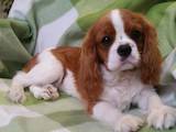 Собаки, щенки Кавалер-Кинг-Чарльз спаниель, цена 38000 Грн., Фото