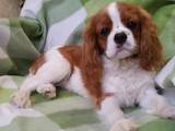 Собаки, щенята Кавалер-кинг-чарльз спаніель, ціна 38000 Грн., Фото