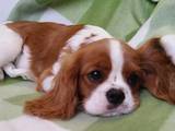 Собаки, щенята Кавалер-кинг-чарльз спаніель, ціна 38000 Грн., Фото