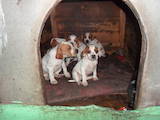 Собаки, щенки Английский пойнтер, цена 1000 Грн., Фото