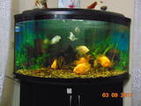Рибки, акваріуми Акваріуми і устаткування, ціна 12000 Грн., Фото