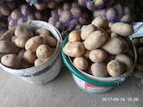 Продовольство Овочі, ціна 4 Грн./кг., Фото