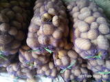 Продовольствие Овощи, цена 4 Грн./кг., Фото