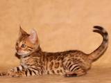Кішки, кошенята Бенгальськая, ціна 7890 Грн., Фото