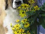 Собаки, щенята Московська сторожова, ціна 3500 Грн., Фото