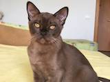 Кошки, котята Бурма, цена 13000 Грн., Фото