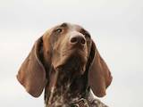 Собаки, щенята Німецька гладкошерста лягава, ціна 13000 Грн., Фото
