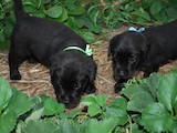 Собаки, щенята Лабрадор ретрівер, ціна 3900 Грн., Фото
