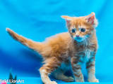 Кошки, котята Мэйн-кун, цена 5500 Грн., Фото