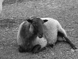 Тваринництво,  Сільгосп тварини Барани, вівці, ціна 2300 Грн., Фото