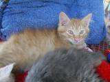 Кошки, котята Мэйн-кун, цена 1000 Грн., Фото