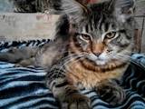 Кошки, котята Мэйн-кун, цена 13500 Грн., Фото